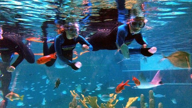 Florida Keys Aquarium Encounters
