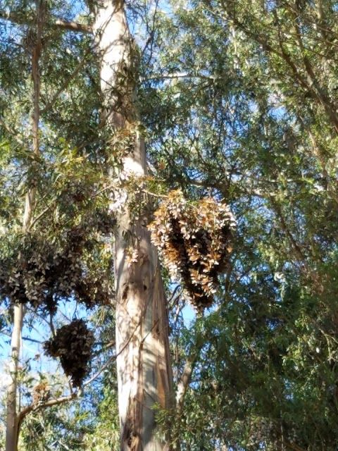Monarch Butterfly Grove