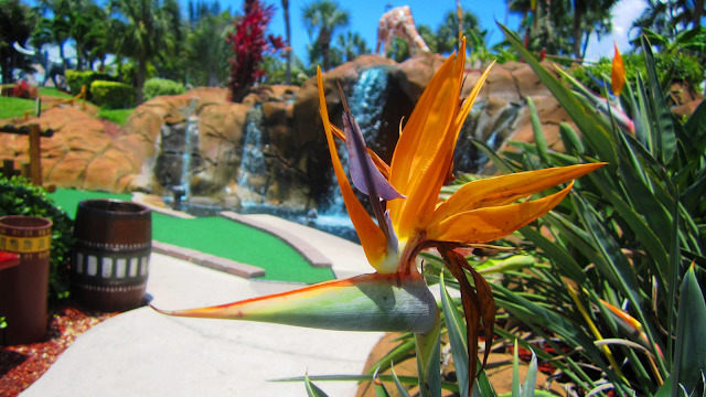 Jungle Golf Ft. Myers