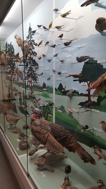 Cape Cod Museum of Natural History