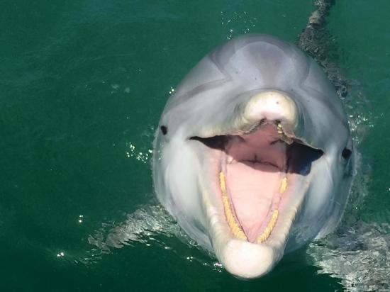 Island Dolphin Tours