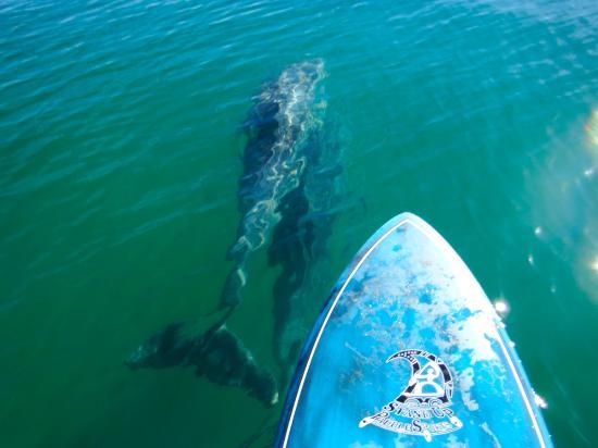 Paddle Beach