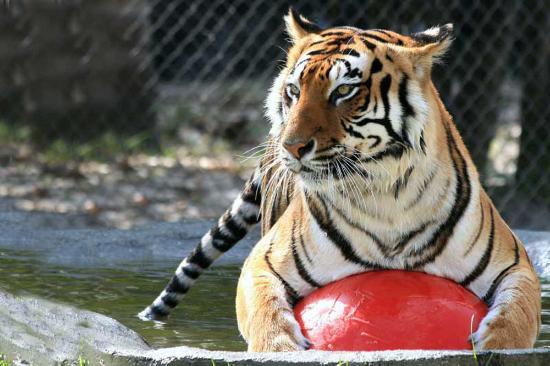 Big Cat Habitat Gulf Coast Sanctuary