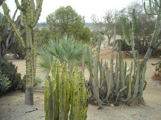 Old Cactus Garden