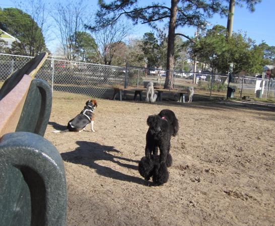 Gulf Shores Dog Park