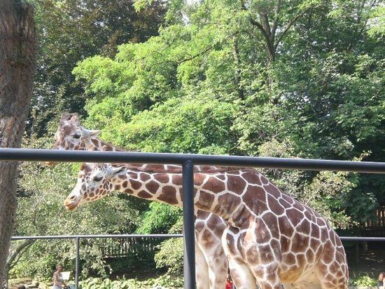 Erie Zoo